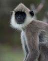 Yala National Park